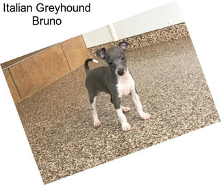 Italian Greyhound Bruno