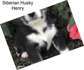Siberian Husky Henry