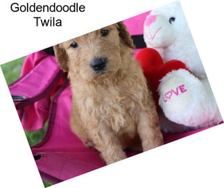 Goldendoodle Twila