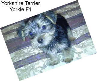 Yorkshire Terrier Yorkie F1