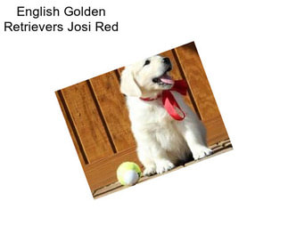 English Golden Retrievers Josi Red