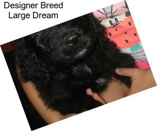 Designer Breed Large Dream