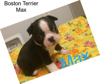 Boston Terrier Max