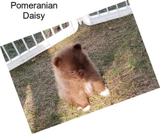 Pomeranian Daisy