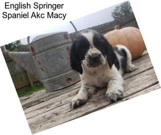 English Springer Spaniel Akc Macy