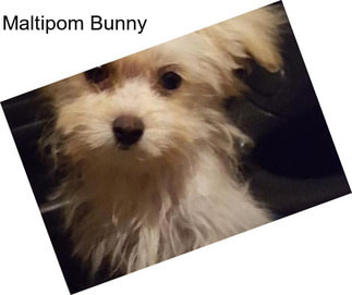 Maltipom Bunny