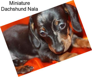 Miniature Dachshund Nala