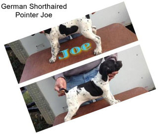 German Shorthaired Pointer Joe