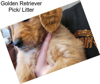 Golden Retriever Pick/ Litter