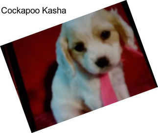 Cockapoo Kasha