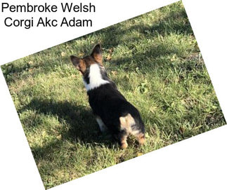 Pembroke Welsh Corgi Akc Adam
