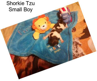 Shorkie Tzu Small Boy