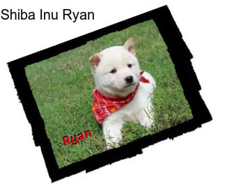 Shiba Inu Ryan