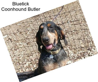 Bluetick Coonhound Butler