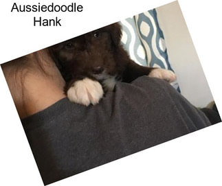 Aussiedoodle Hank