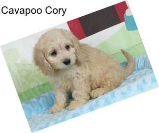 Cavapoo Cory