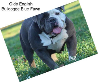 Olde English Bulldogge Blue Fawn