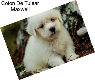 Coton De Tulear Maxwell