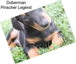 Doberman Pinscher Legend