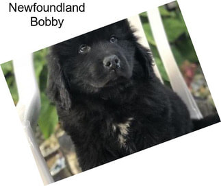 Newfoundland Bobby