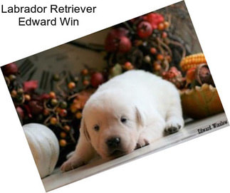 Labrador Retriever Edward Win