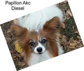 Papillon Akc Diesel