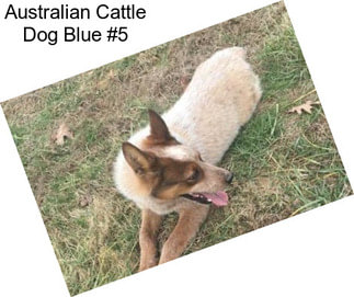 Australian Cattle Dog Blue #5