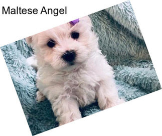 Maltese Angel