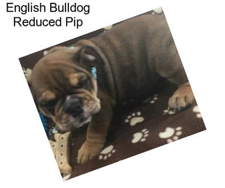 English Bulldog Reduced Pip