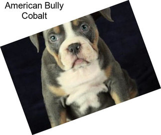 American Bully Cobalt