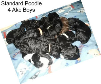Standard Poodle 4 Akc Boys