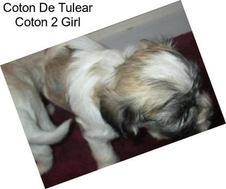 Coton De Tulear Coton 2 Girl