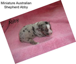 Miniature Australian Shepherd Abby