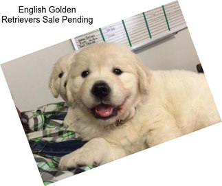 English Golden Retrievers Sale Pending