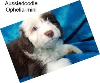 Aussiedoodle Ophelia-mini