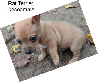 Rat Terrier Cocoamale