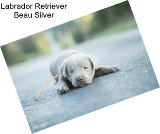 Labrador Retriever Beau Silver