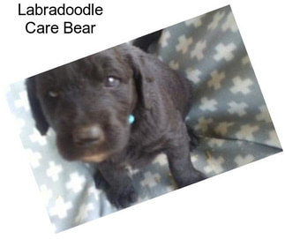 Labradoodle Care Bear