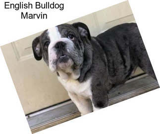English Bulldog Marvin