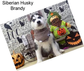 Siberian Husky Brandy