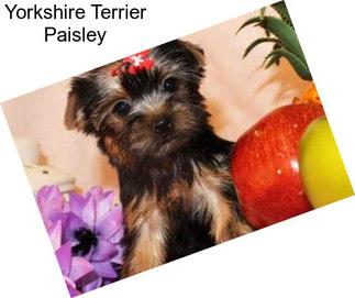 Yorkshire Terrier Paisley