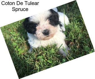 Coton De Tulear Spruce