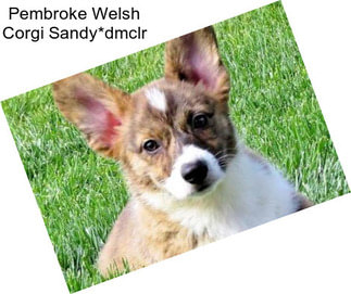 Pembroke Welsh Corgi Sandy*dmclr