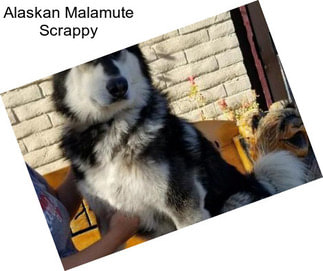 Alaskan Malamute Scrappy