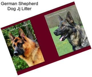 German Shepherd Dog Jj Litter