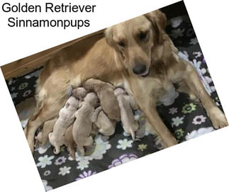 Golden Retriever Sinnamonpups