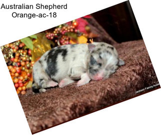 Australian Shepherd Orange-ac-18