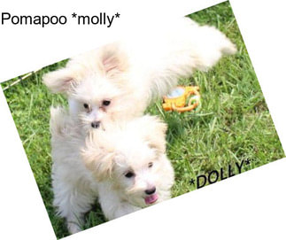 Pomapoo *molly*