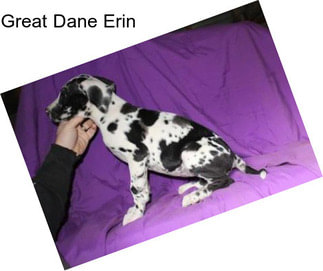 Great Dane Erin
