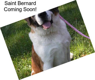 Saint Bernard Coming Soon!